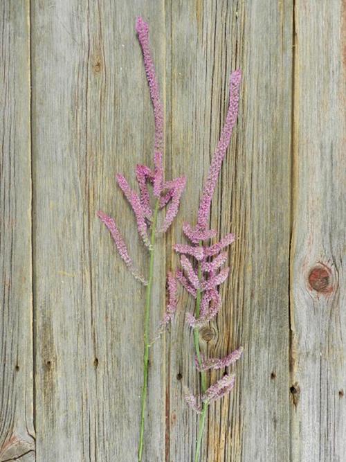 RAT TAIL PINK STATICE